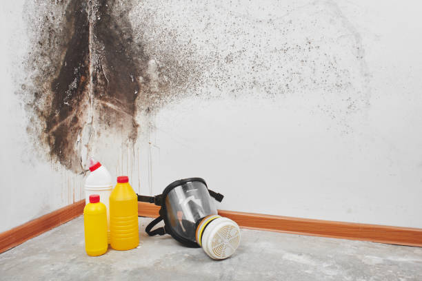 Best Toxic Mold Removal  in East Washington, PA