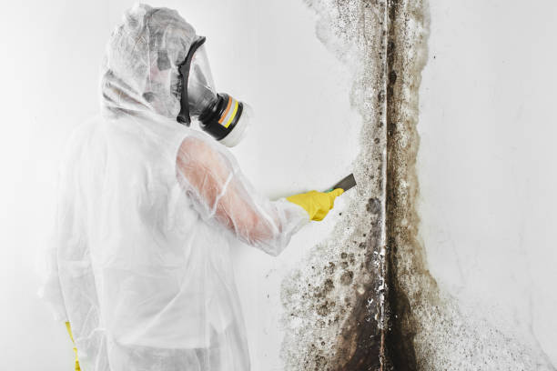 Best Attic Mold Removal  in East Washington, PA