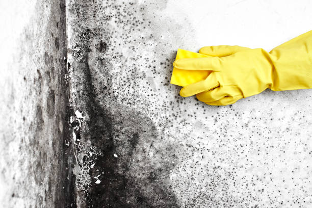 Best Mold Removal Process  in East Washington, PA