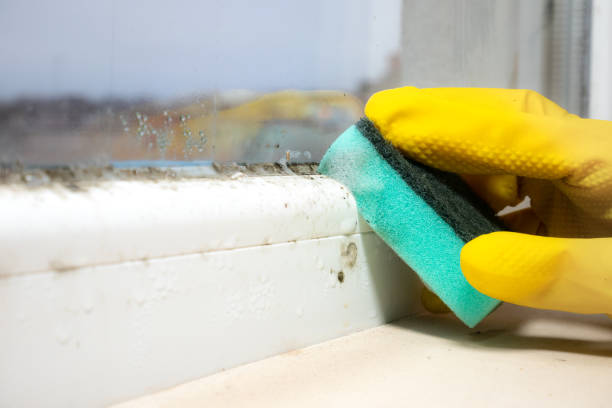 Best Attic Mold Removal  in East Washington, PA