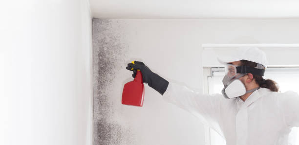 Office Mold Removal Services in East Washington, PA