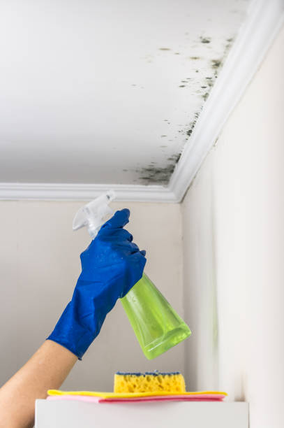 Best Black Mold Removal  in East Washington, PA