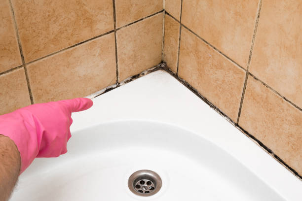Best Mold Removal Near Me  in East Washington, PA