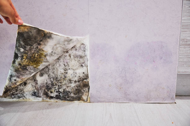 Best Local Mold Removal Service  in East Washington, PA